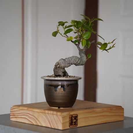 CATEGORY ガジュマル | 陶賊 -TOUZOKU- bonsai & pottery