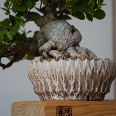 ［07］懸崖パンダガジュマル Ficus microcarpa × 中野明彦 作 「KIRIKO」6号鉢