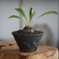 ユーフォルビア 鉄甲丸 × 沼野秀章 作「 black wrap 」3号 植木鉢 ［No. 31］