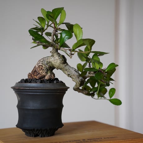 ［13］半懸崖ハリツルマサキ Gymnosporia diversifolia × 磯部祐介 「匣 - kou - 」3号鉢 笠間焼