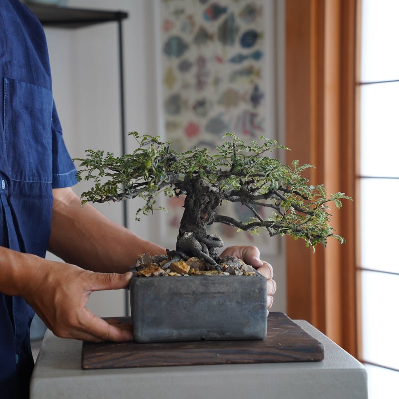 磯山椒 (石付き) イソザンショウ 天梅 盆栽 3 （磯山椒