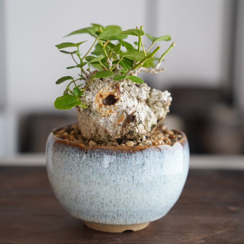 オオハマボウ盆栽