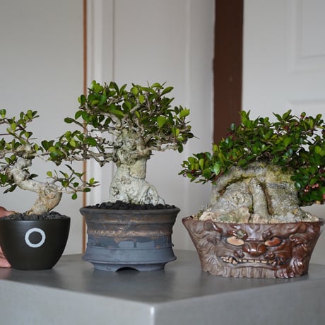 ［65］直幹 ハリツルマサキ Gymnosporia diversifolia × 磯部祐介「瓦」5号鉢 笠間焼