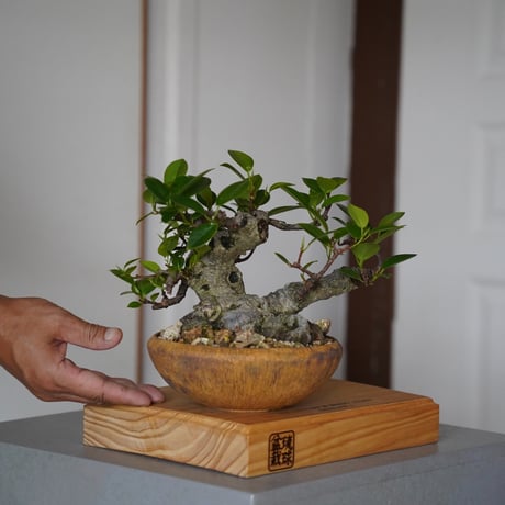 陶賊 -TOUZOKU- bonsai & pottery