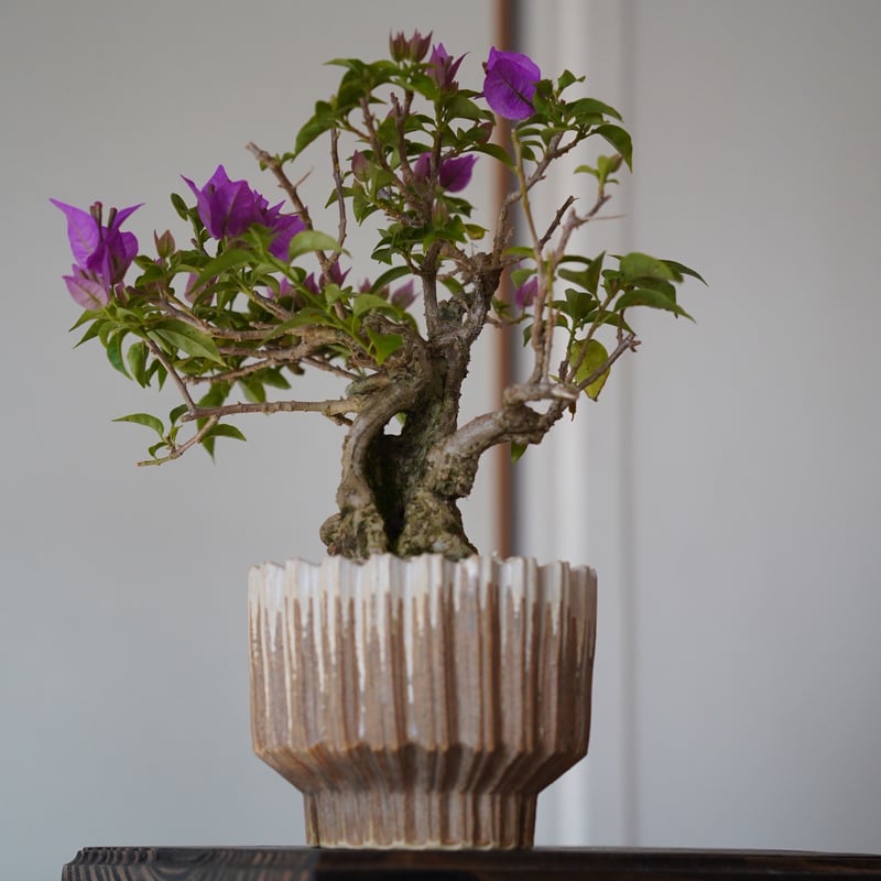 08］ブーゲンビリア パープル Bougainvillea × 中野明彦「 KIRIKO 」