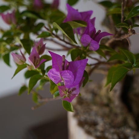 ［08］ブーゲンビリア パープル Bougainvillea × 中野明彦「 KIRIKO 」4号鉢 笠間焼