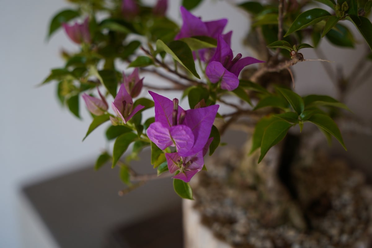 ブーゲンビリア 08］ブーゲンビリア パープル Bougainvillea × 中野明彦「 KIRIKO 」