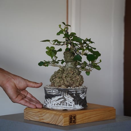 植物の奴隷出品 楽天市場】【ふるさと納税】 ミニ 観葉植物 松びっくり 溶岩土台