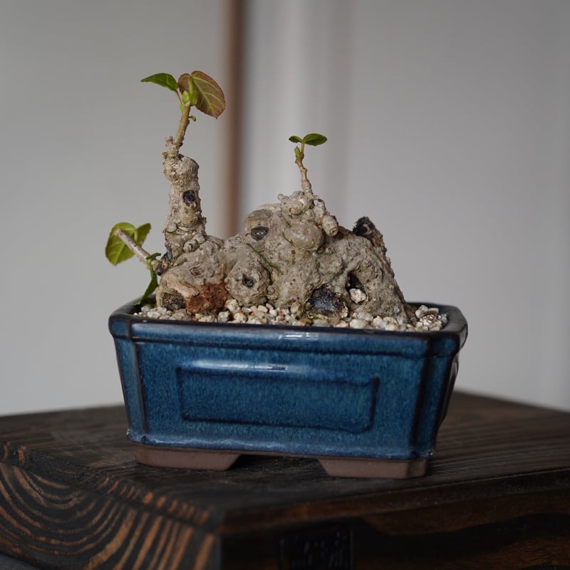 10］ミニオオハマボウ Hibiscus Tiliaceus × 盆栽鉢 4号 | 陶賊 -