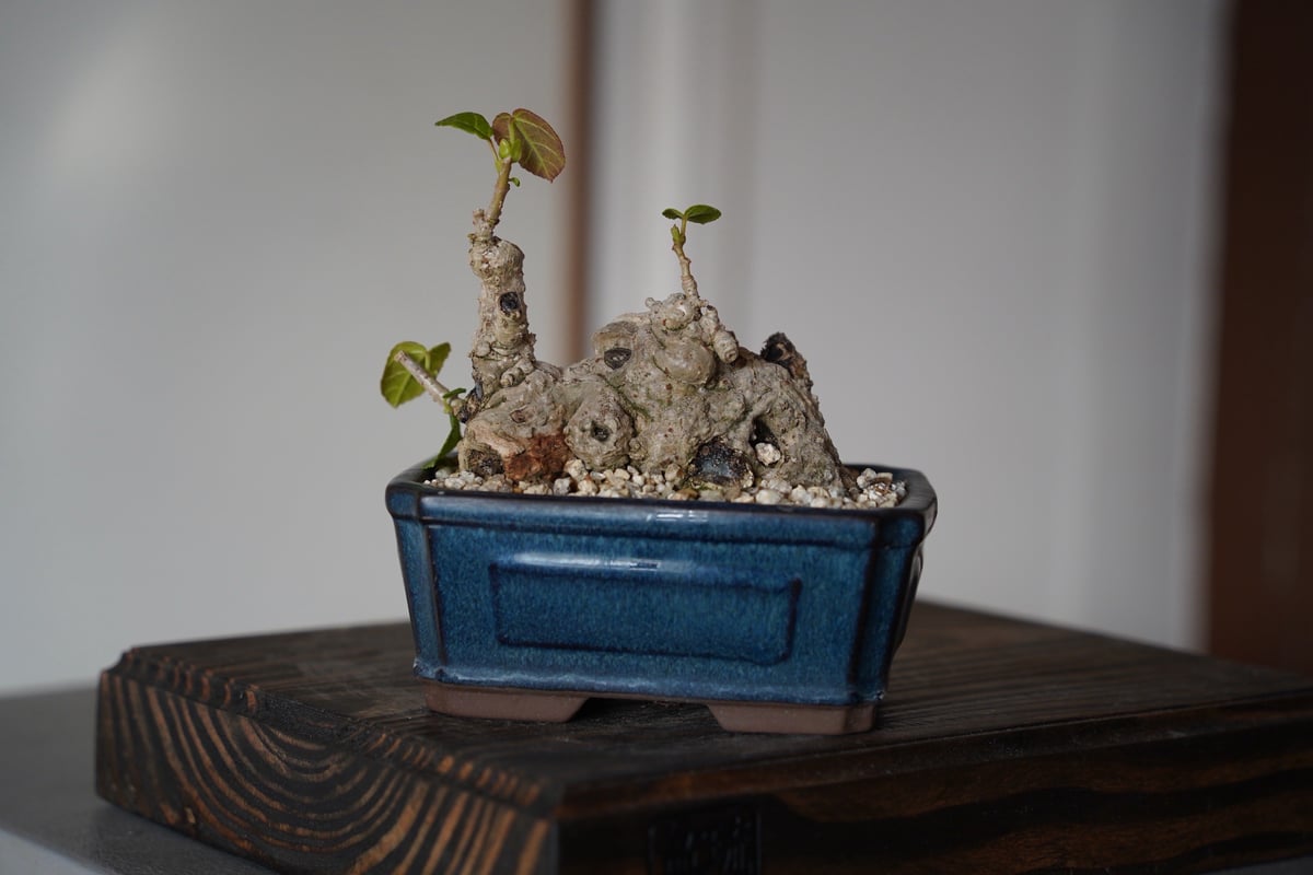 10］ミニオオハマボウ Hibiscus Tiliaceus × 盆栽鉢 4号 | 陶賊 -