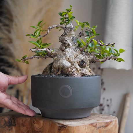 陶賊 -TOUZOKU- bonsai & pottery