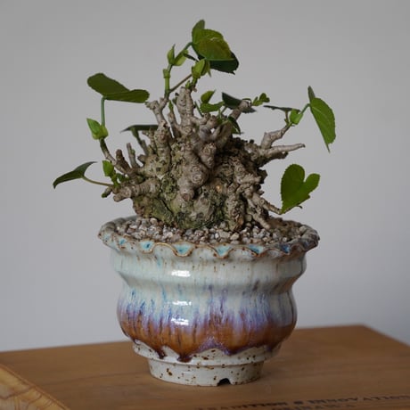 ［28］オオハマボウ Hibiscus Tiliaceus ×  磯部祐介「 円彩 」3.5号鉢 笠間焼