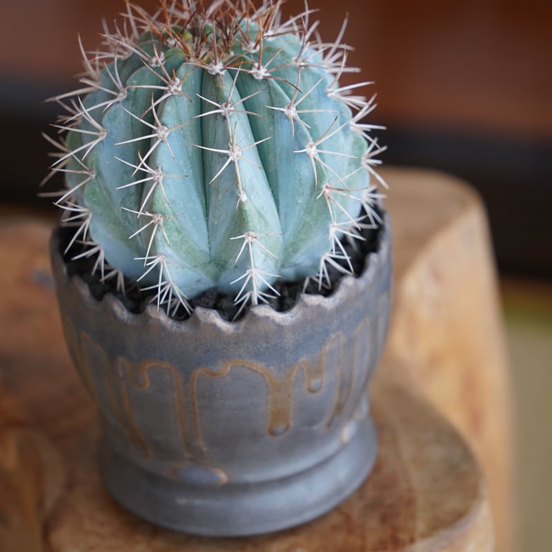 メロカクタス アズレウス 鶯鳴雲 × 根本峻吾 作 S.N POT type.round