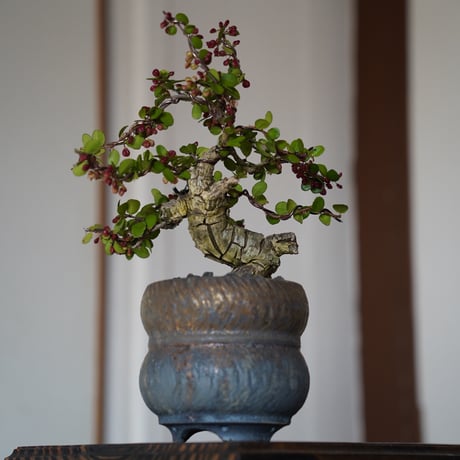 ［03］伊良部ハリツルマサキ Gymnosporia diversifolia × 磯部祐介 「 達磨 -daruma -」3号鉢 笠間焼