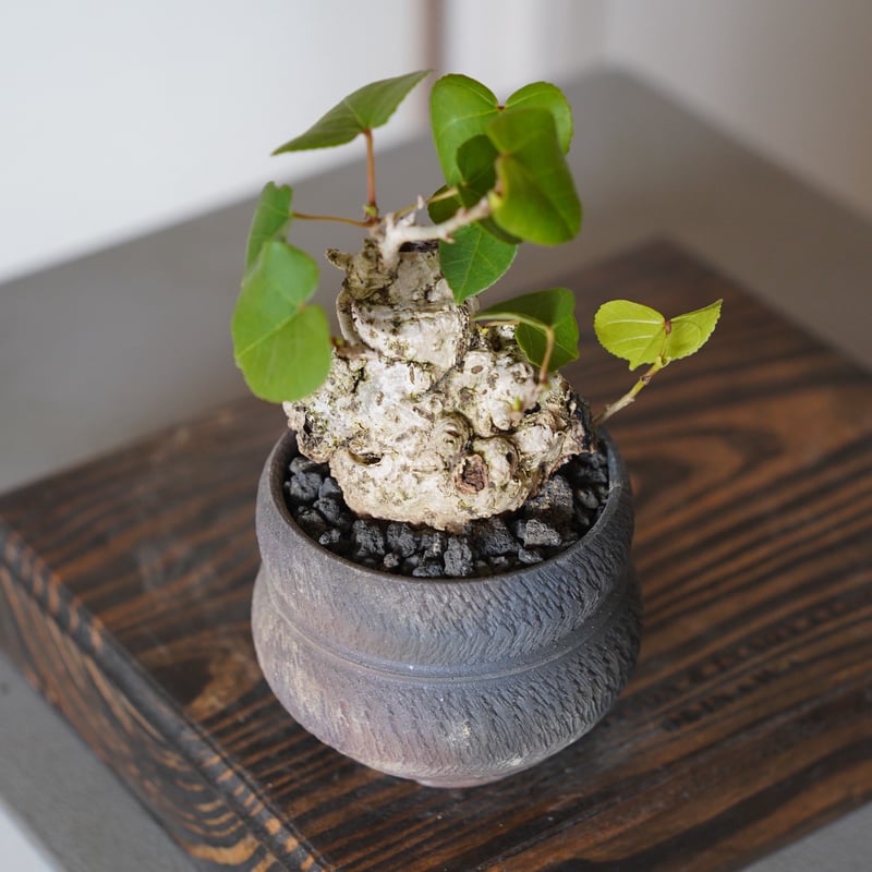 12］ミニオオハマボウ Hibiscus Tiliaceus × 磯部祐介 作「 達磨 -