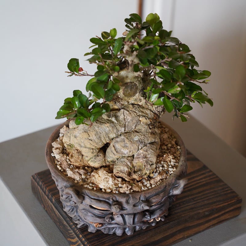 02］ハリツルマサキ Gymnosporia diversifolia × なみひら陶房 「