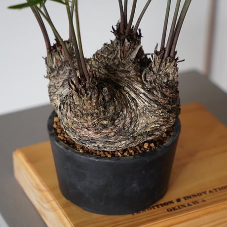 ［10］ザミア フロリダーナ  / プラ鉢(φ14cm)