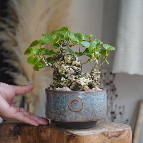 陶賊 -TOUZOKU- bonsai & pottery