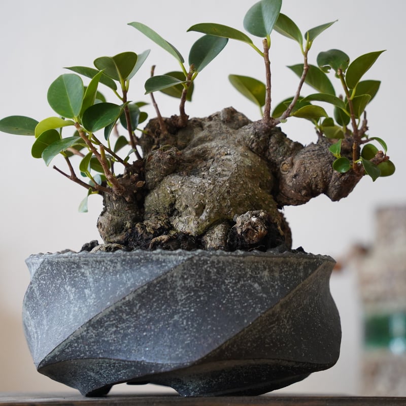 02］拳骨ガジュマル Ficus microcarpa × 沖誠 「 Spiral 炭化 /