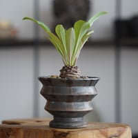 ユーフォルビア 鉄甲丸 × naka. 作「BLACK × BLACK 」3号 植木鉢 ［No.21］