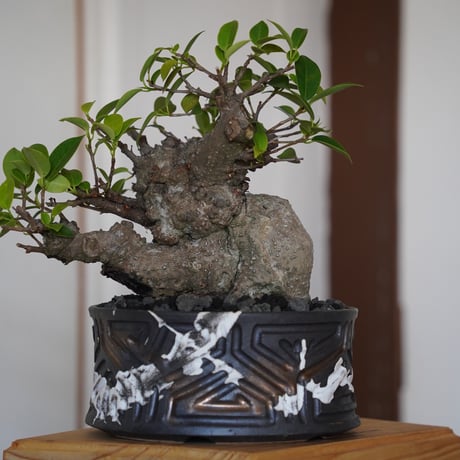 ［29］やかん イボガジュマル Ficus microcarpa × 根本峻吾 S.N POT type.low「 鐡 - 堕天 - 」6号鉢 笠間焼