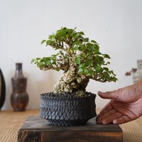 ［07］一級品 小葉イボオオハマボウ Hibiscus Tiliaceus × 沖誠 作「 Bark / shallow 」4号鉢