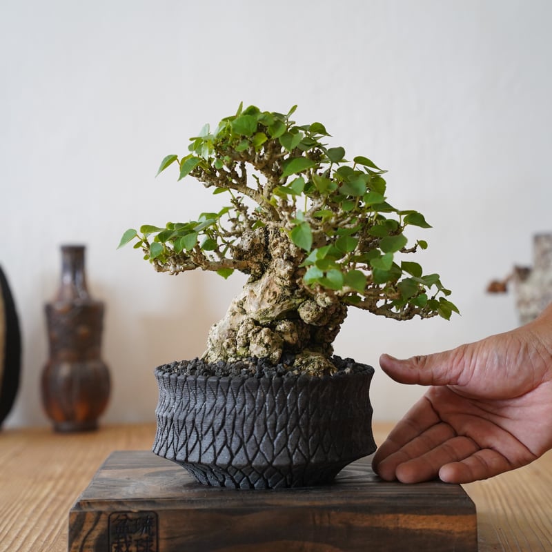07］一級品 小葉イボオオハマボウ Hibiscus Tiliaceus × 沖誠 作