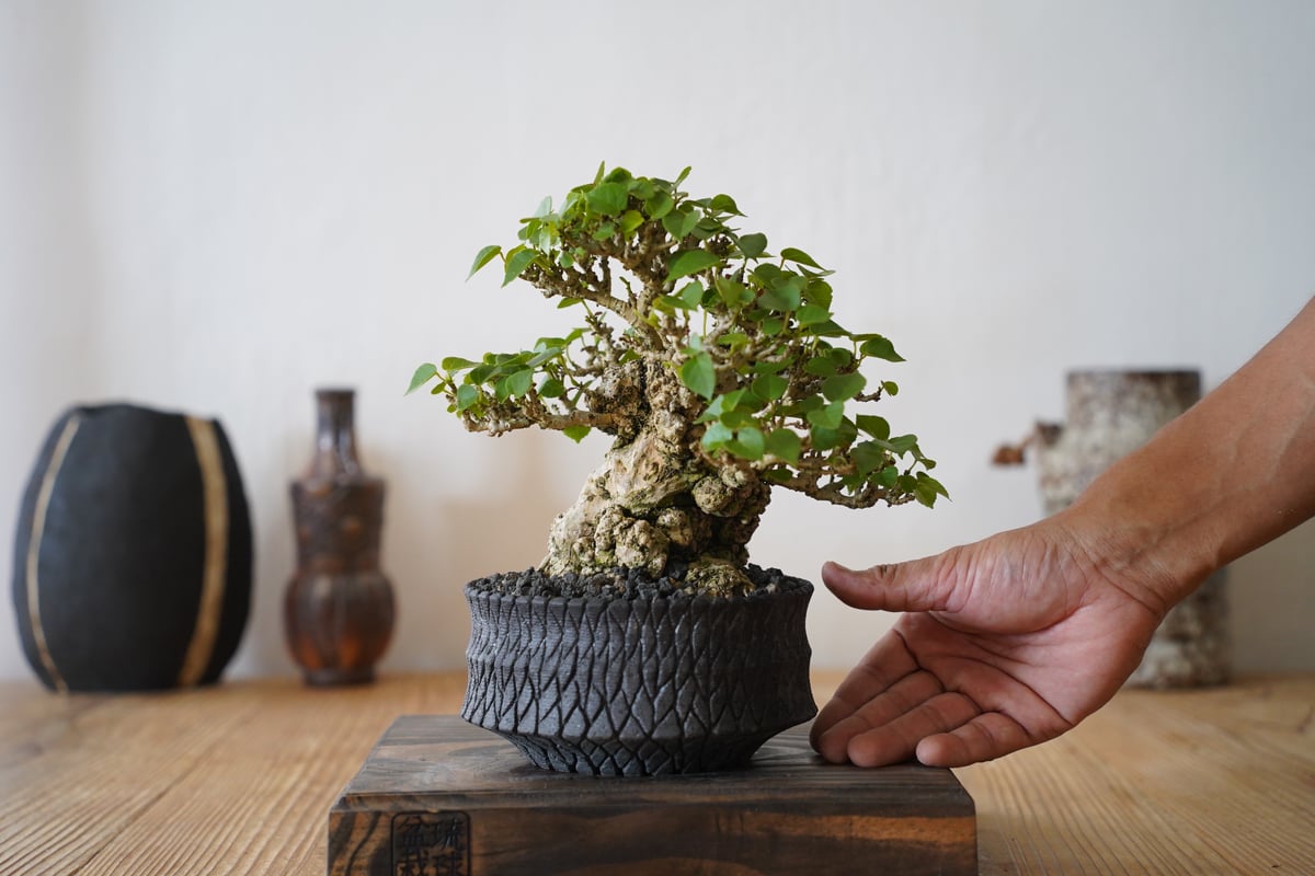 07］一級品 小葉イボオオハマボウ Hibiscus Tiliaceus × 沖誠 作
