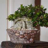 ［64］大株 ハリツルマサキ Gymnosporia diversifolia × なみひら陶房 「シーサー」7号鉢 やちむん