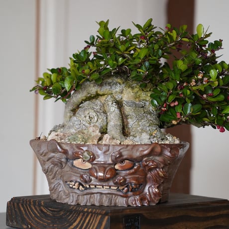 植木鉢　盆栽・塊根植物　シーサー CATEGORY シーサー鉢 | 陶賊 -TOUZOKU- bonsai & pottery