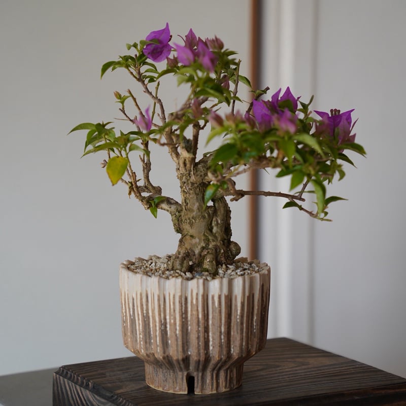 08］ブーゲンビリア パープル Bougainvillea × 中野明彦「 KIRIKO 」