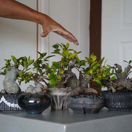 ［76］メデューサ ガジュマル Ficus microcarpa × 沖誠「 Bark / shallow 」4号鉢 笠間焼