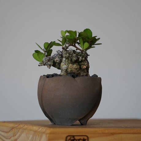 ［34］ハリツルマサキ Gymnosporia diversifolia × 木村直人「輪花 - rinka- 」2号鉢 笠間焼