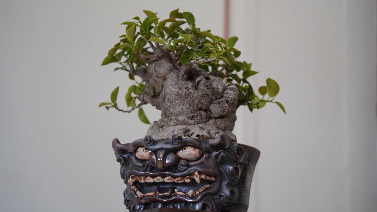 植木鉢　盆栽・塊根植物　シーサー 22］極太タイワンガジュマル × なみひら陶房 作「 シーサー/ 雄 」6.5