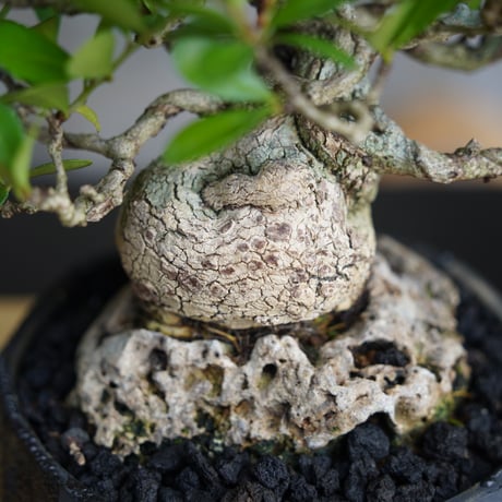 ［05］石ノ上ニ ハリツルマサキ Gymnosporia diversifolia ×  穂高隆児「 暁 - AKATSUKI - 」4号鉢