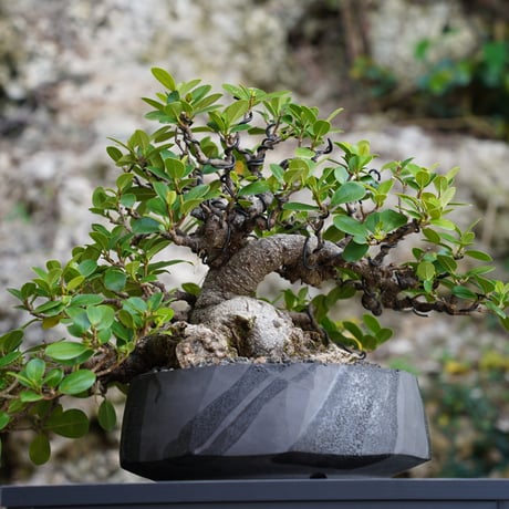 ［01］ガジュマル Ficus microcarpa ×  穂高隆児「 暁 - AKATSUKI - 」8号鉢