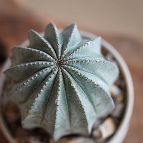 オベサ×ホリダ L ハイブリッド〈メス〉 × 杉山悠 作 4号 植木鉢 ［No.32］