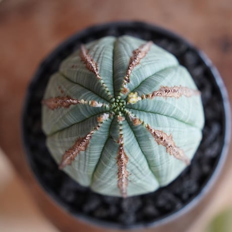 ユーフォルビア オベサ 木質化 φ7.5cm〈オス〉 × naka. 作「BLACK × BLACK 」3号 植木鉢 ［No.38］