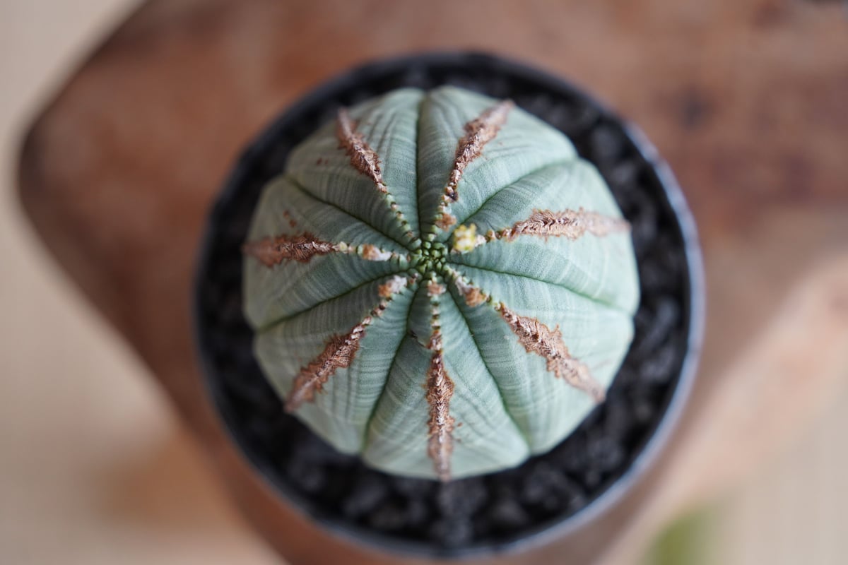 カ*ズ様 B14367☆オークション☆ユーフォルビア オベサ 木化