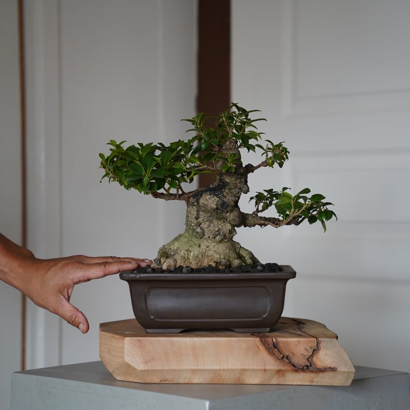 38］“小葉” イボ ガジュマル盆栽 6号鉢 / Ficus microcarpa | 陶賊