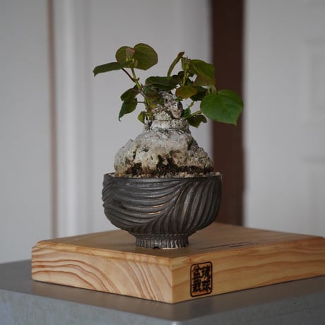 CATEGORY 琉球盆栽 - ryukyu bonsai - | 陶賊 -TOUZOKU- CATEGORY 琉球盆栽 - ryukyu bonsai - | 陶賊 -TOUZOKU-