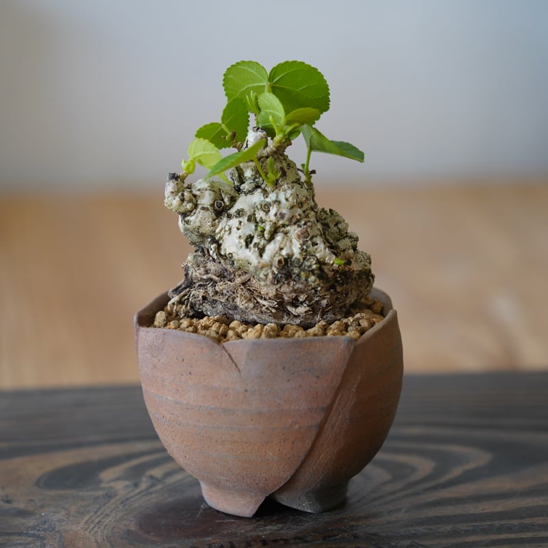 オオハマボウ　石肌　アカザカズラ　イボ肌　タレ鉢　琉球盆栽 オオハマボウ 石肌 アカザカズラ イボ肌 タレ鉢 琉球盆栽