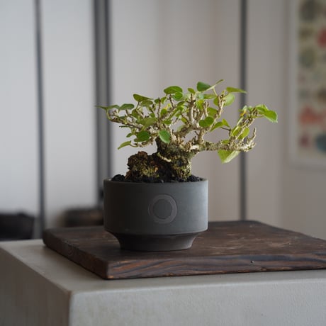 CATEGORY オオハマボウ(ユウナ) | 陶賊 -TOUZOKU- bonsai & po CATEGORY オオハマボウ(ユウナ) | 陶賊 -TOUZOKU- bonsai & po
