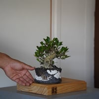 ［26］ハリツルマサキ Gymnosporia diversifolia × 根本峻吾 S.N POT type.low「爪牙 / 堕天 」4号鉢 笠間焼
