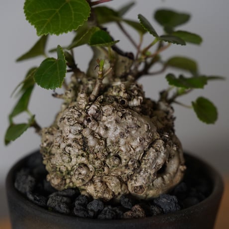 ［36］ミニオオハマボウ Hibiscus Tiliaceus ×  磯部祐介「 炭化 」2.5号鉢 笠間焼