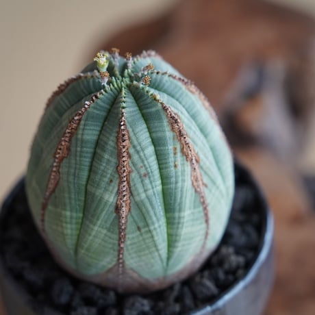 ユーフォルビア オベサ 木質化 φ7.5cm〈オス〉 × naka. 作「BLACK × BLACK 」3号 植木鉢 ［No.38］