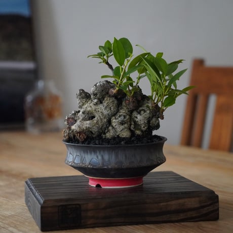 CATEGORY ガジュマル | 陶賊 -TOUZOKU- bonsai & pottery CATEGORY ガジュマル | 陶賊 -TOUZOKU- bonsai & pottery