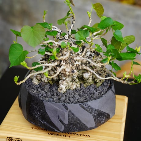［03］拳骨 オオハマボウ Hibiscus Tiliaceus ×  穂高隆児「 暁 - AKATSUKI - 」6号鉢