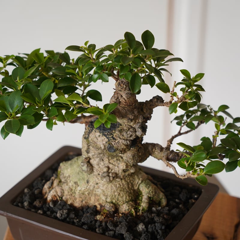 38］“小葉” イボ ガジュマル盆栽 6号鉢 / Ficus microcarpa | 陶