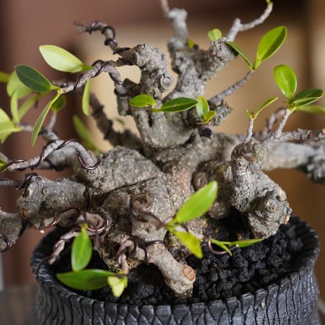 ［76］メデューサ ガジュマル Ficus microcarpa × 沖誠「 Bark / shallow 」4号鉢 笠間焼